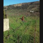 Ronda Organic Wine Tour from Marbella - Sampling Wines and Enjoying Tapas at Schatz Winery