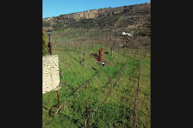 Ronda Organic Wine Tour from Marbella - Sampling Wines and Enjoying Tapas at Schatz Winery