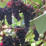 Rota do Vinho - Wine Route (Half Day Walk) - What to Prepare for the Walk in the Vineyard Hills