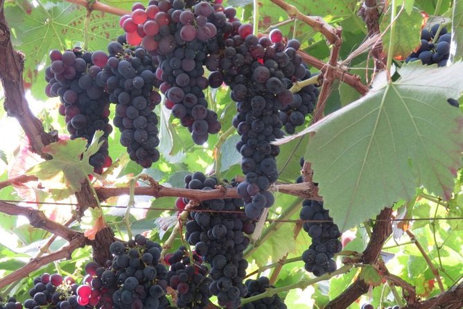 Rota do Vinho - Wine Route (Half Day Walk) - What to Prepare for the Walk in the Vineyard Hills