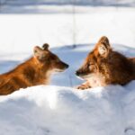 Rovaniemi: Arctic Ranua Zoo Tour - Convenient Pickup and Comfortable Transport
