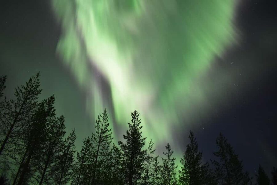 Rovaniemi: Aurora Husky Safari Through the Forest - Pickup and Drop-off at Central Rovaniemi Locations