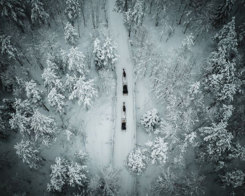 Rovaniemi: Daytime Reindeer Sleigh Ride - Meeting Point and Tour Schedule