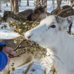 Rovaniemi: Evening Reindeer Safari - How the Reindeer Safari Begins: Pickup and Meeting Reindeer