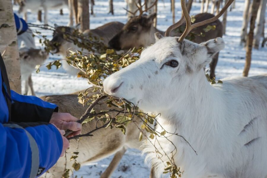 Rovaniemi: Evening Reindeer Safari - How the Reindeer Safari Begins: Pickup and Meeting Reindeer