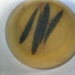 Rovaniemi: Fishing and Cooking Experience with Campfire - Practical Details: What to Bring and Not Allowed Items