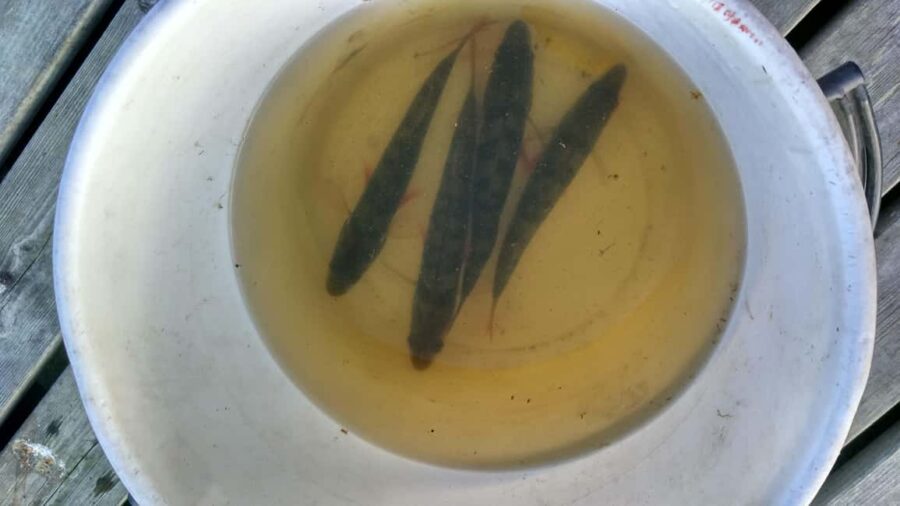 Rovaniemi: Fishing and Cooking Experience with Campfire - Practical Details: What to Bring and Not Allowed Items