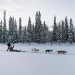Rovaniemi: Full day Wilderness Tour by Husky Sled - Special Features of This Husky Sled Tour