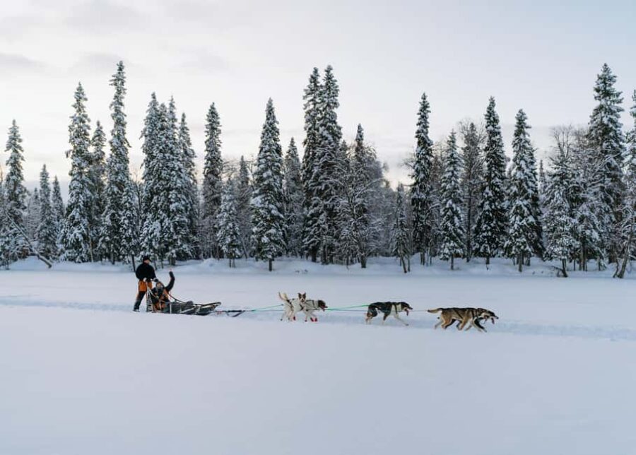Rovaniemi: Full day Wilderness Tour by Husky Sled - Special Features of This Husky Sled Tour