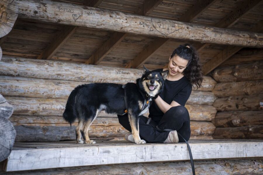 Rovaniemi: Hiking Experience with Lappish Dogs - The Lappish Dogs and Their Role in the Hike