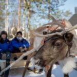 Rovaniemi: Husky and Reindeer Short Rides - How the Reindeer Sleigh Ride Offers Peace and Serenity