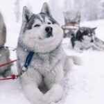 Rovaniemi: Husky Sled Ride 2km and Kennel Visit with Pickup - The 2 km Husky Sled Ride: Speed, Snow, and Excitement