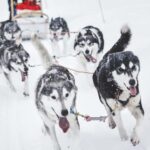Rovaniemi: Husky Sled Ride and Farm Visit - The Husky Sled Ride: Gliding Through Lapland’s Winter Wonderland