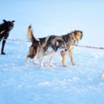 Rovaniemi: Insider 5km Husky Self Drive Tour - Meeting Point and Transportation Logistics in Rovaniemi