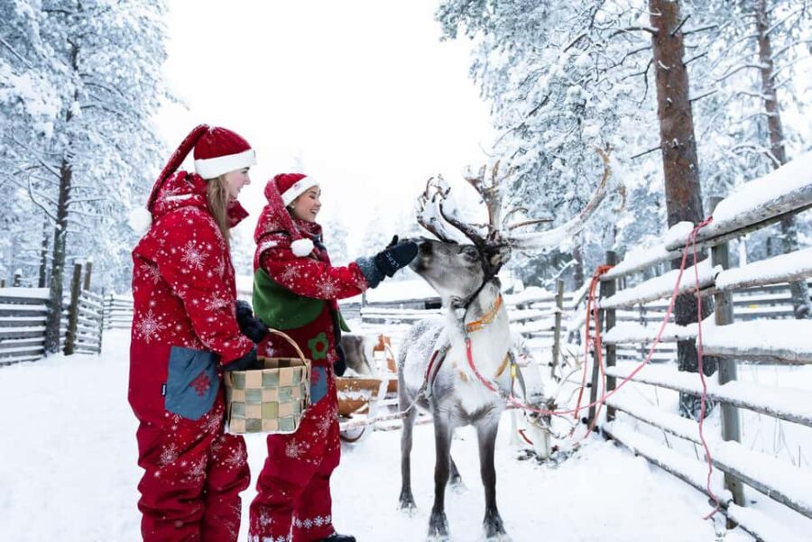 Rovaniemi: Meet Santa's Favorite Reindeer - The Half-Kilometer Reindeer Sleigh Ride