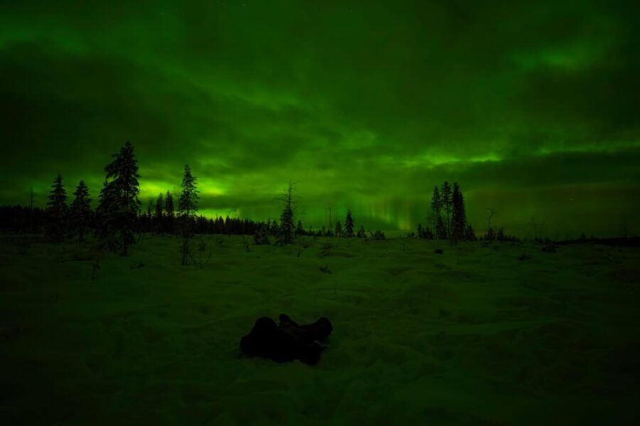 Rovaniemi: Northern Lights Tour at the Campfire - The Private Forest Setting for Aurora Viewing