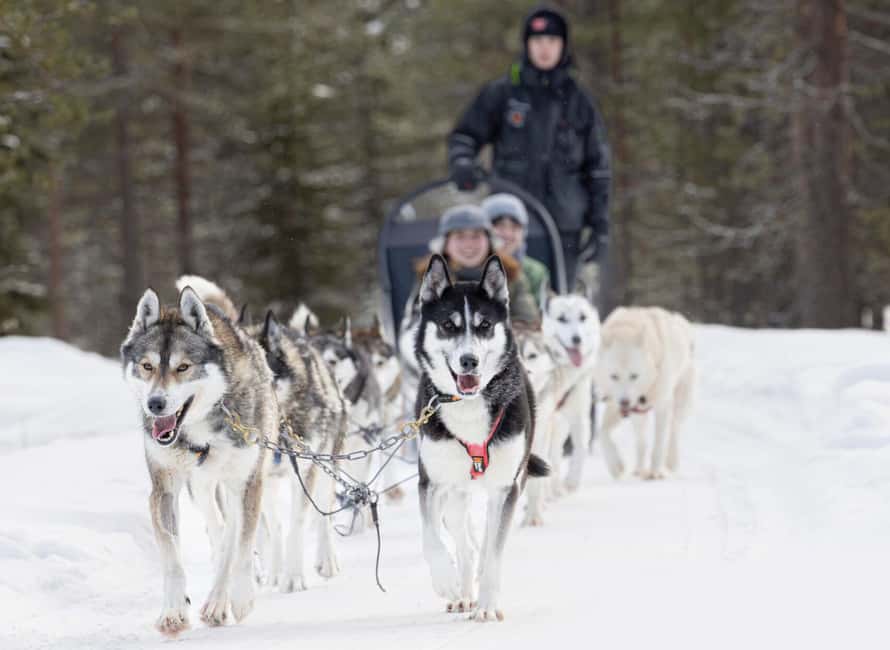 Rovaniemi: One Hour Husky Experience - Pickup and Transportation from Rovaniemi Hotels