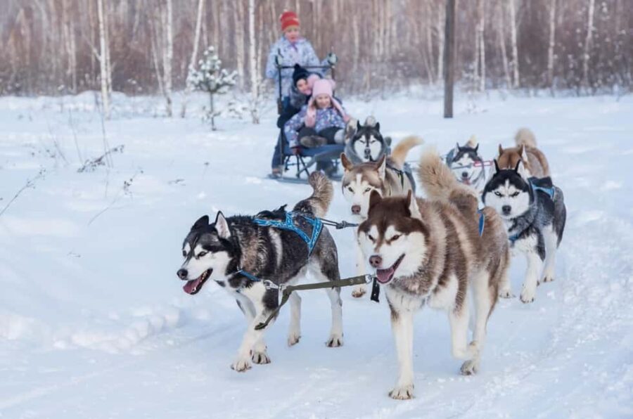 Rovaniemi: One Hour Husky Trip with hotel pick up - Learning About Husky Care and Training