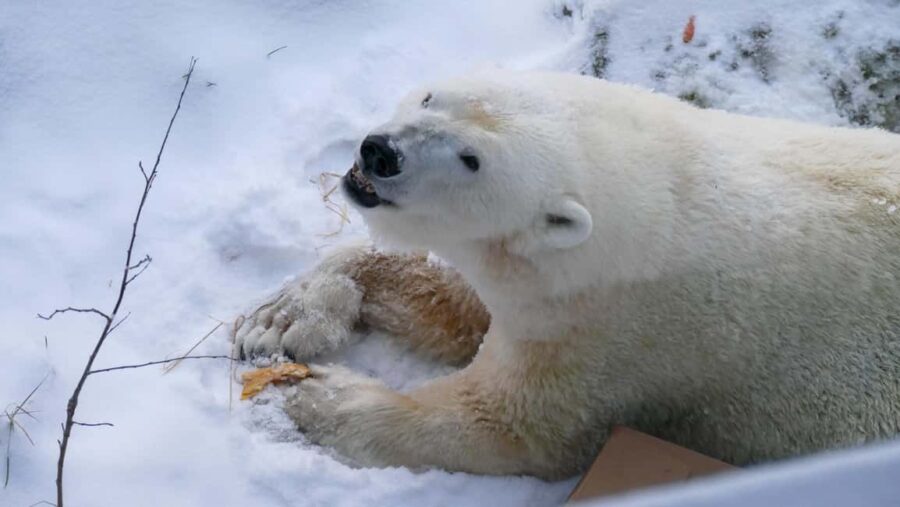 Rovaniemi: Ranua Wildlife Park Tour with Photos & Guide - The Unique Appeal of Ranua Wildlife Park in Lapland