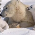 Rovaniemi: Ranua Zoo Visit with Lunch - Pick-Up and Drop-Off from Rovaniemi Hotels