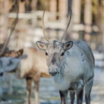 Rovaniemi: Reindeer Experience with Sleigh Ride - The Reindeer Farm Experience
