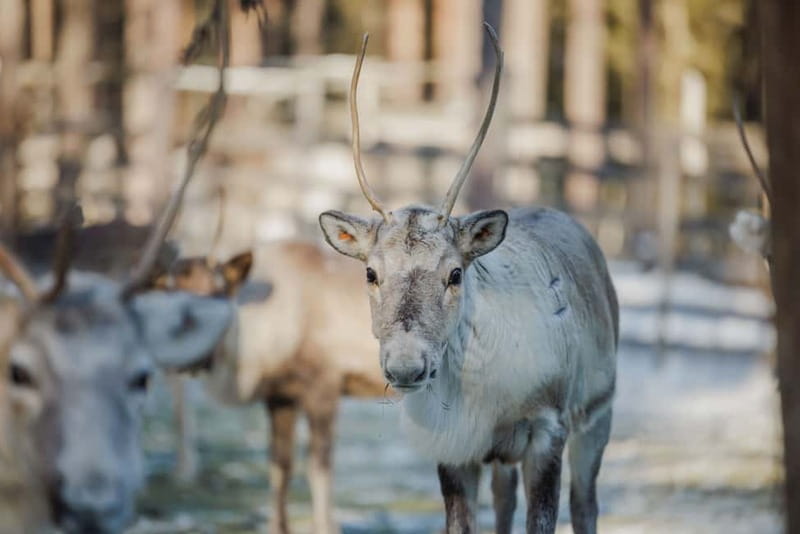 Rovaniemi: Reindeer Experience with Sleigh Ride - The Reindeer Farm Experience