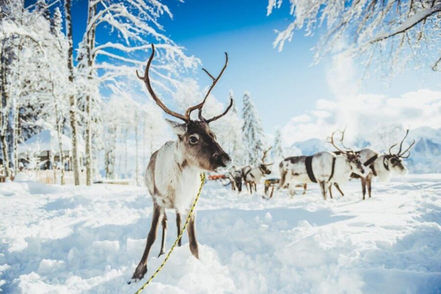 Rovaniemi: Reindeer Farm Tour with Sledge Ride & Pickup - Authentic Reindeer Farm Visits in Rovaniemi