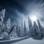 Rovaniemi: Reindeer Safari and Northern Lights Tour - The Reindeer Sleigh Ride through Laplands Forests