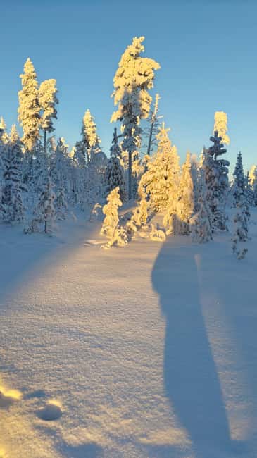 Rovaniemi Santa & Hidden Arctic  Village, Lunch & Nature - Crossing the Arctic Circle: A Milestone Moment