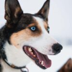 Rovaniemi: Self-Driving Husky Tour 7-kilometers - Meeting Point and Transportation in Rovaniemi