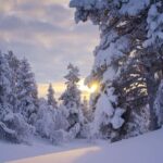 Rovaniemi: Snowy Forest Like in the Movies 3 Hour Tour - Gentle Walks Through the White Forest