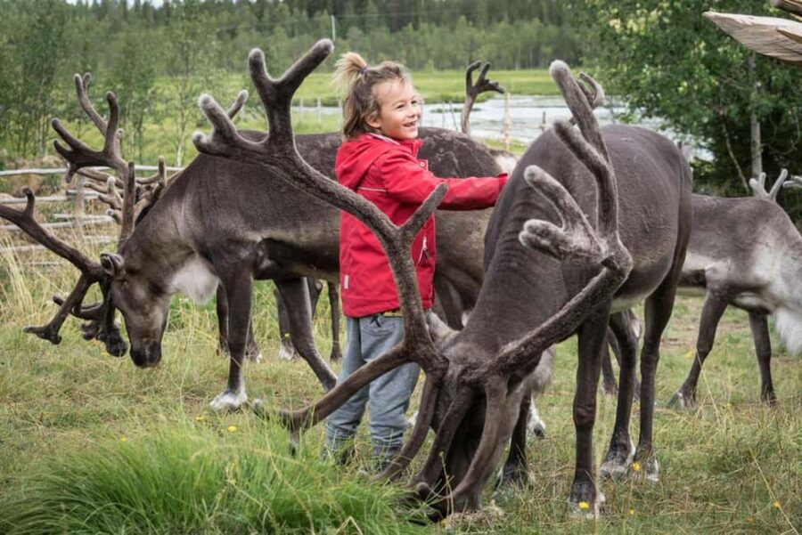 Rovaniemi: Summer/Autumn Reindeer Farm Experience - Meet the Reindeer Herders and Learn About Sami Culture