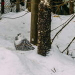 Rovaniemi: Trip to Ranua Zoo with Tickets - Exploring Ranua Zoo’s Naturalistic Animal Housing