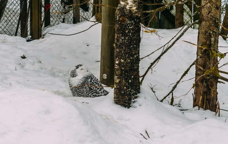 Rovaniemi: Trip to Ranua Zoo with Tickets - Exploring Ranua Zoo’s Naturalistic Animal Housing
