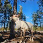 Rovaniemi: Visit Authentic Family-owned Reindeer Farm - Meeting Reindeer in Their Natural Habitat