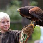 Ruhla: Ticket for a flight show with eagles, owls, and more. - The Thrill of the Interactive Flight Show