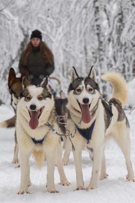 Ruka: Morning 10km Husky Safari with breakfast - Discover the Magic of a Morning Husky Safari in Ruka