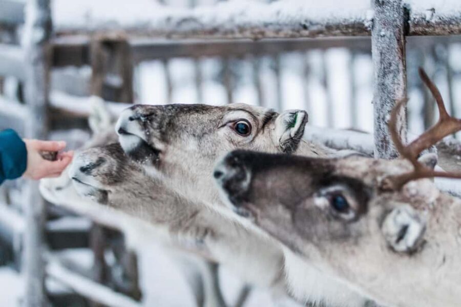 Ruka: Reindeer Ride with Feeding - Meeting Point at Lammintupa Cafe