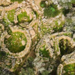 S. Teresa Gallura: Lu Brandali & Longosardo Tower ticket - Exploring the Lu Brandali Archaeological Site