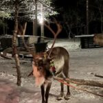 Saariselkä: Northern Lights & Reindeer Sledding Tour - The Value of This Reindeer Sledding Tour