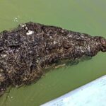 Safari in Rio Lagartos, Coloradas and Mayan Bath - Las Coloridas: The Iconic Pink Salt Ponds