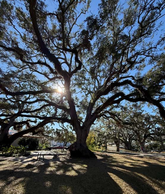 Safety Harbor: Food and Drink Tour with a Local Guide - Sampling Local Flavors at Three Sit-Down Restaurants