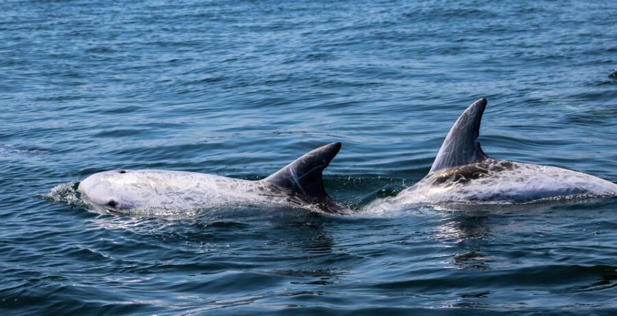 Sagres: Dolphin Watching Tour - The Role of the Marine Biologist