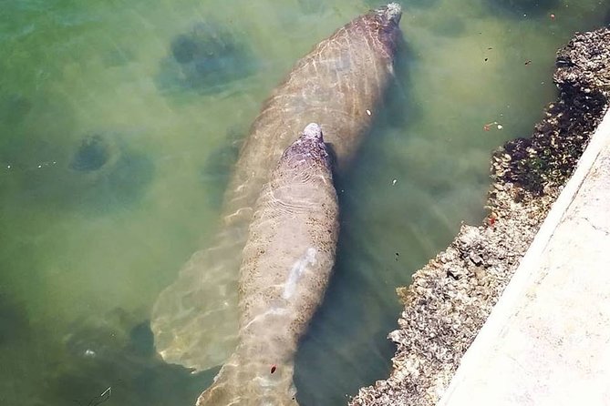 Saint Petersburg Scenic Segway Tour - Learning About the City’s History and Surroundings