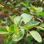 Salina: Private tour of the Aeolian Islands' greenest island - Exploring Santa Marina Salina and Its Villages