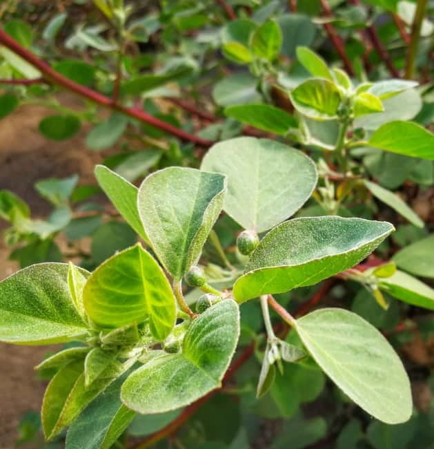 Salina: Private tour of the Aeolian Islands' greenest island - Exploring Santa Marina Salina and Its Villages