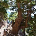 Samaria Gorge Hike - Navigating the Samaria Gorge Trail