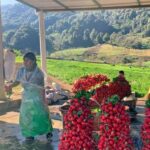 San Cristóbal de las Casas: Hiking to Indigenous Communities - The Unique Landscape of Mexico’s Last Cloud Forests