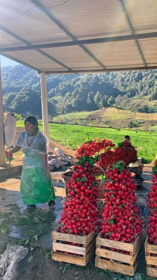 San Cristóbal de las Casas: Hiking to Indigenous Communities - The Unique Landscape of Mexico’s Last Cloud Forests