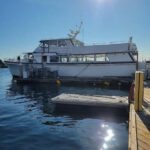 San Diego: 3 Hour Whale Watching Cruise - What Wildlife Can Be Seen During the Season